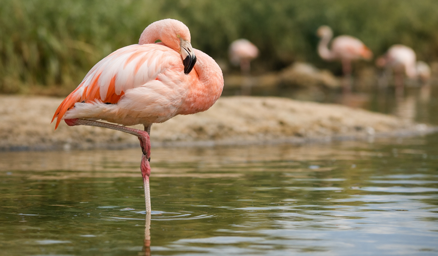 Dlaczego flamingi stoją na jednej nodze? — FAU_IMAGE1