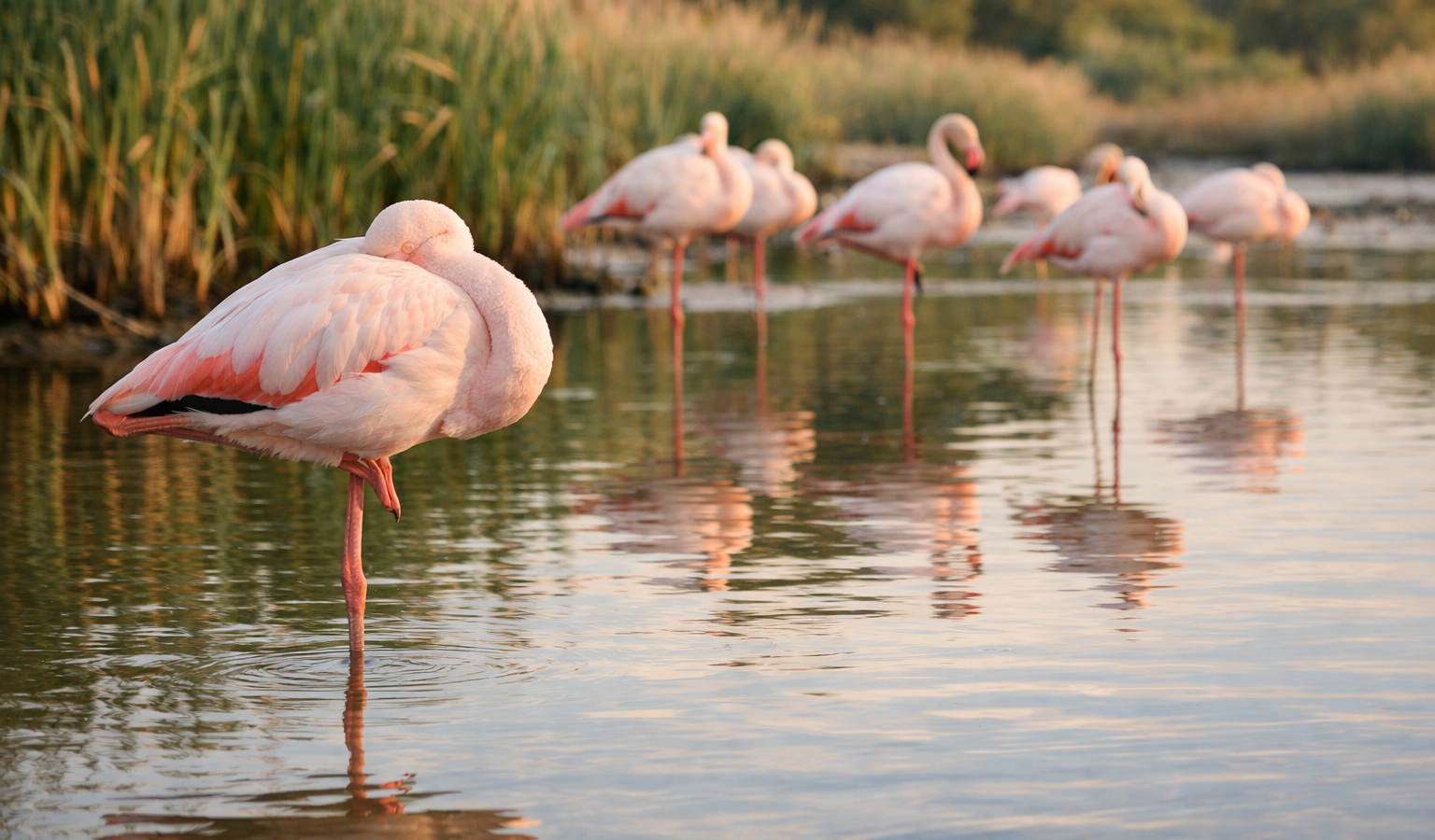 Dlaczego flamingi stoją na jednej nodze? — FAU_IMAGE2